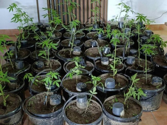 Akcija 'Plantaža 2024': U Kozarskoj Dubici pronađen zasad indijske konoplje i marihuana