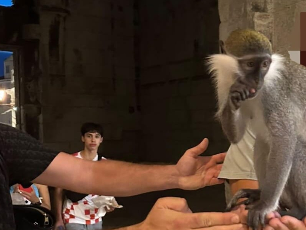 Ako u Splitu ugledate čovjeka sa majmunom, pozovite policiju