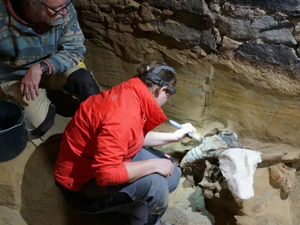 Austrijski vinar renovirao podrum, pa u njemu otkrio kosti mamuta