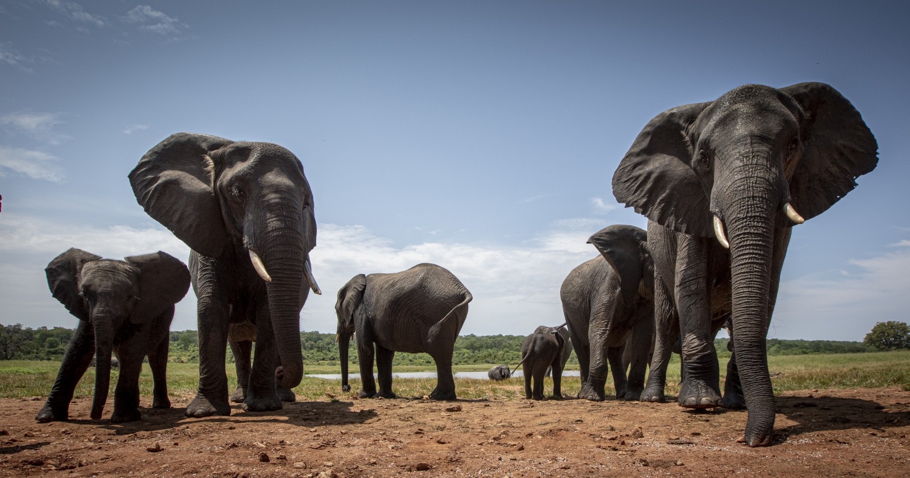 Bocvana prijeti slanjem 20.000 slonova u Njemačku
