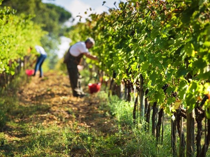 Ekstremne vremenske prilike naškodile proizvodnji vina u Italiji