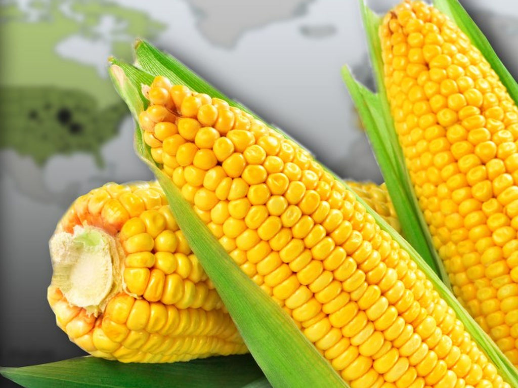 EU odobrila upotrebu GMO kukuruza u hrani
