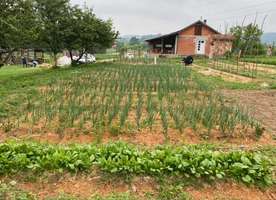 Evo zašto je dobro okopavati usjeve nakon obilne kiše