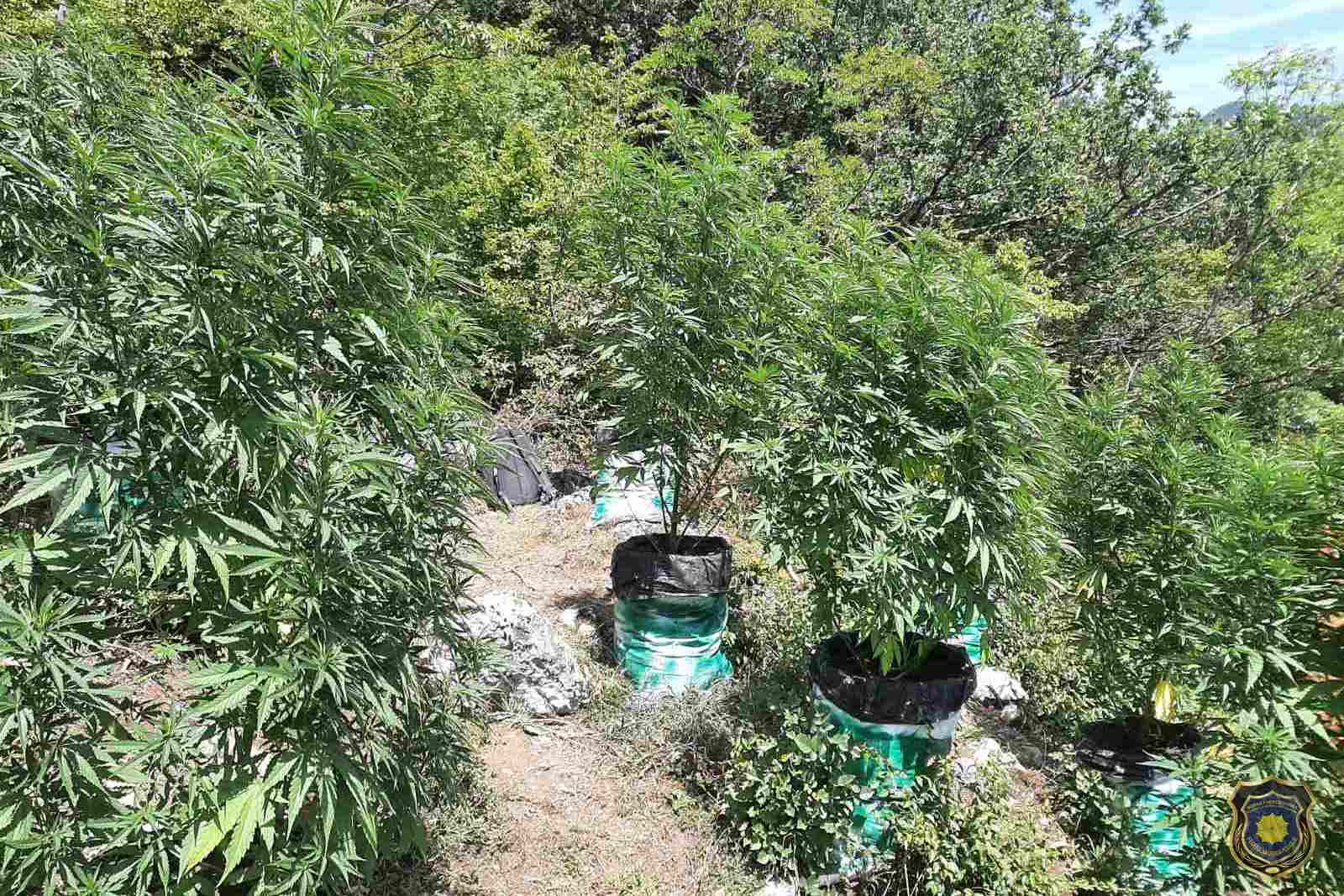 Foto: Plantaža cannabisa kod Boračkog jezera, dvoje uhapšeno