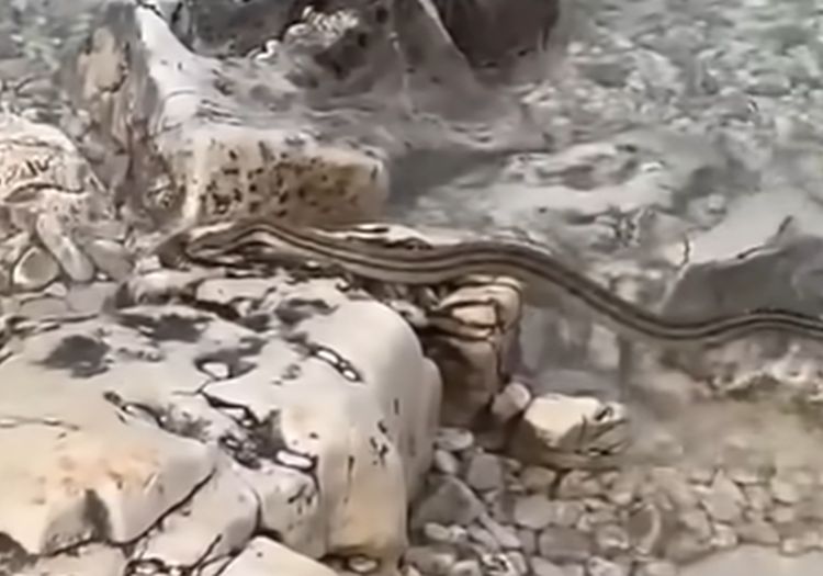 Hrvatska: Na plaži snimljena velika zmija u plićaku