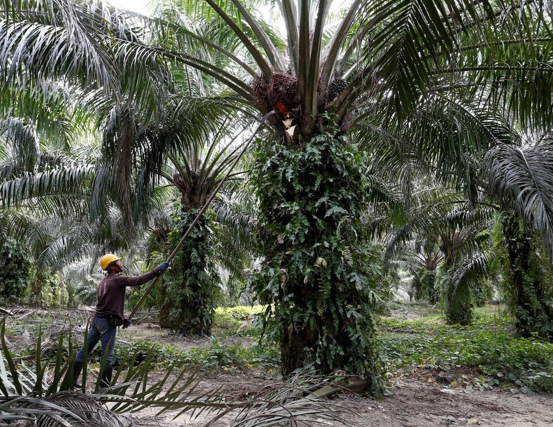 Indonezija će koristiti palmino ulje u proizvodnji biodizela