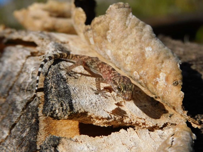 Istraživanje biodiverziteta na području Blagaja, pronađeno nekoliko važnih nalaza