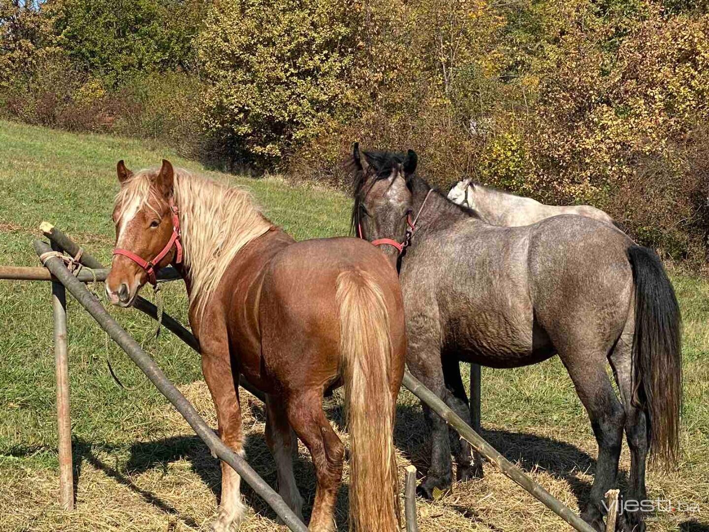 Izložba konja: Hobi koji je velika ljubav