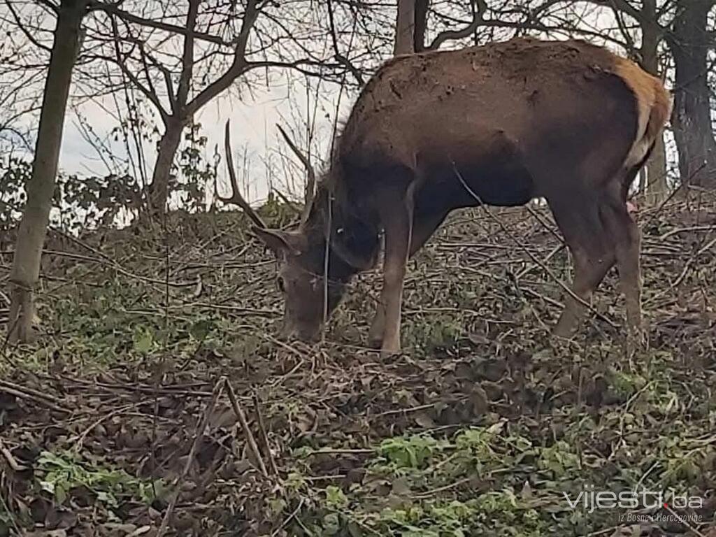 Jelen koji je lutao Tuzlom vraćen na Majevicu