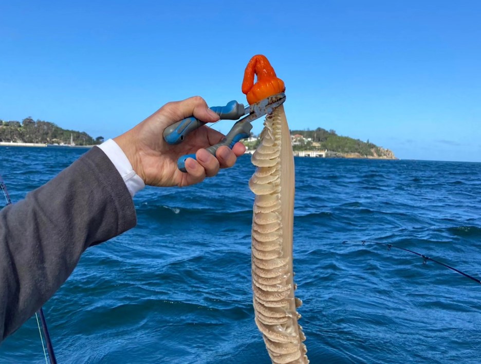 Misteriozno stvorenje otkriveno u vodama Australije