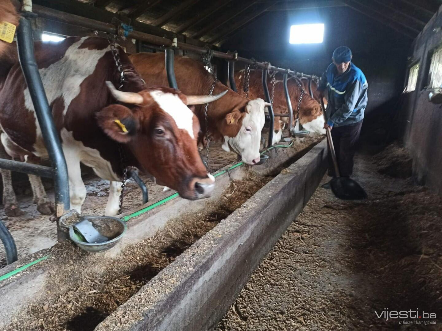 Muhamed obrađuje 50 dunuma zemljišta i proizvodi 5.000 litara mlijeka