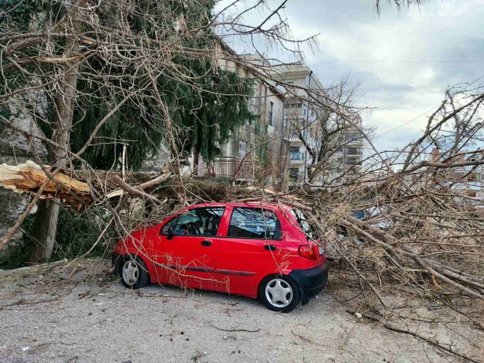 Na području Trebinja jaka bura: Stablo oštetilo tri automobila