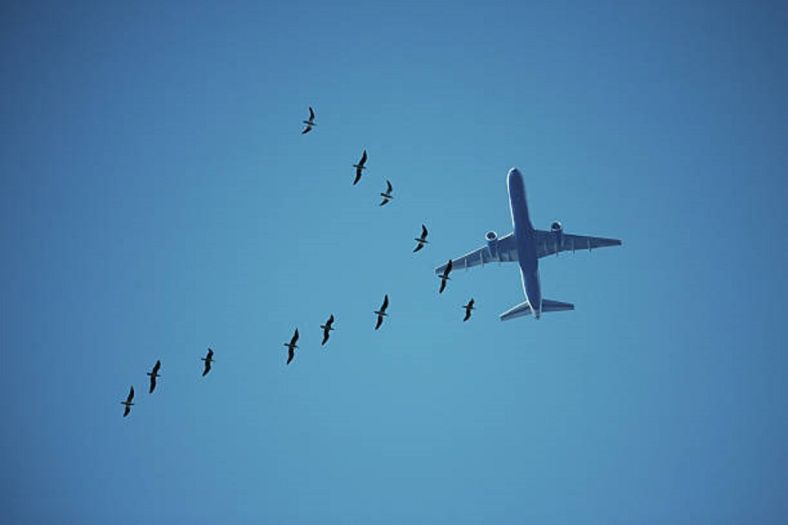 Nebo iznad Londona: Avion se sudario s labudovima