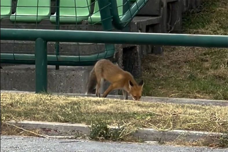 Neobičan 'gost' posjetio trening Aktobea na Koševu