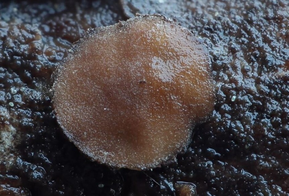 Otkrivene četiri rijetke gljive prvi put zabilježene u BiH