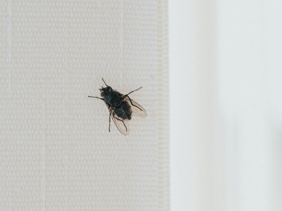 Ovaj trik tjera 'dosadne muhe' iz kuće
