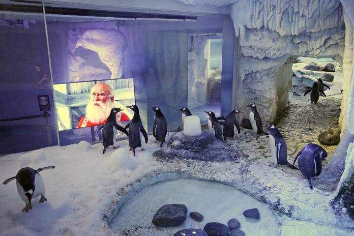Pingvini u londonskom akvariju u vrijeme zatvaranja gledaju božićne filmove
