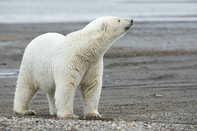 Polarni medvjedi mogli bi nestati iz zaljeva Hudson, svaki stepen Celzijusa rizičan