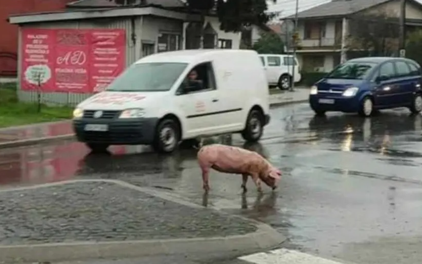 Prijedor: Prase u kružnom toku