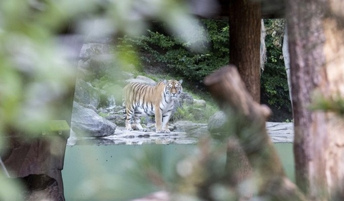 Sibirska tigrica ubila čuvara u zoološkom vrtu u Zürichu