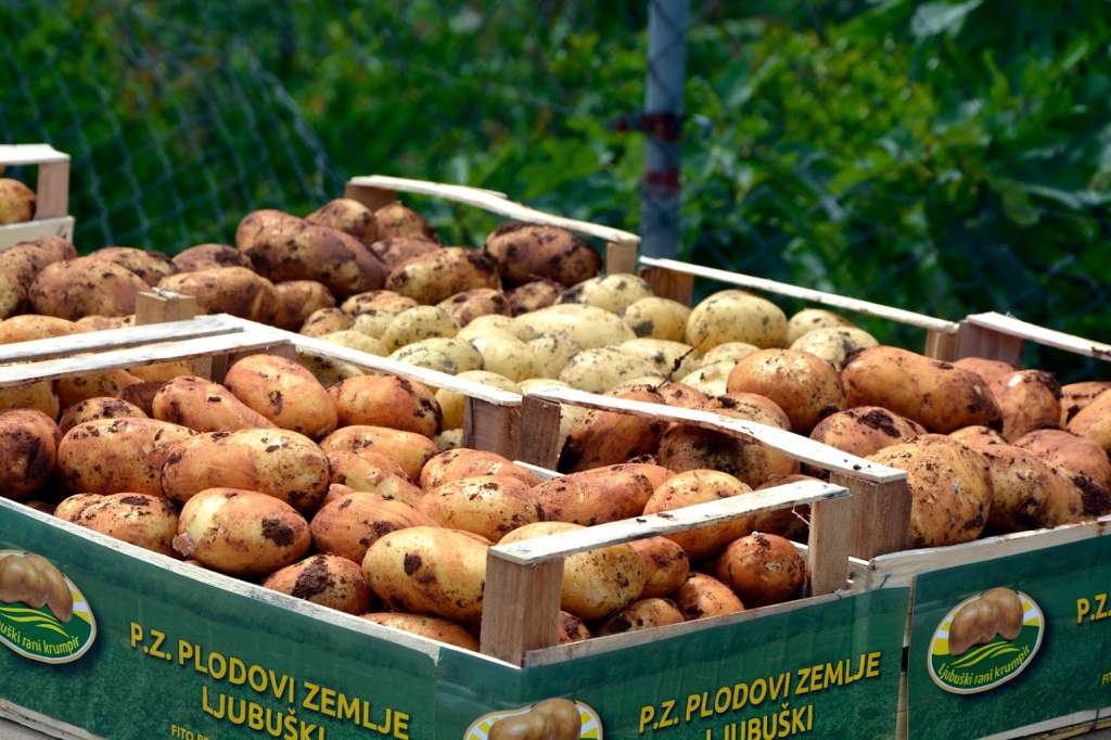 Sirijski krompir u BIH, a domaći proizvođači bore se s crnim tržištem