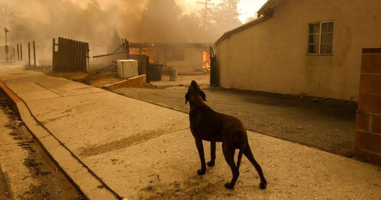 Skloništa puna životinja spašenih u požarima u Los Angelesu