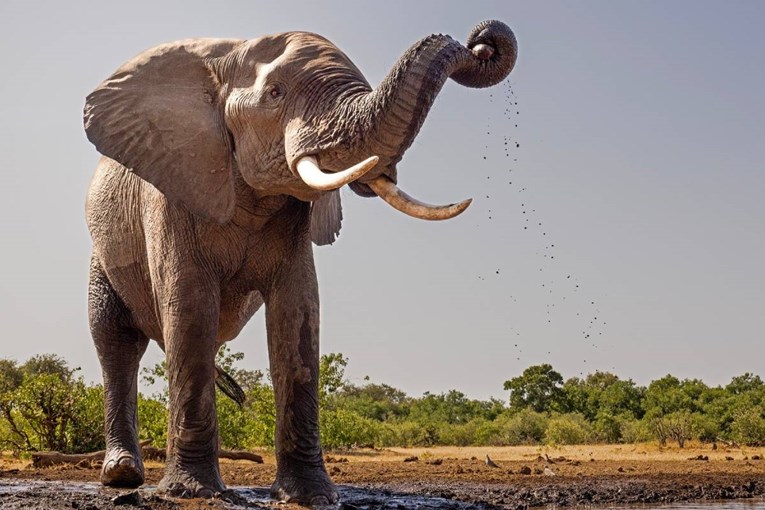 Slonovi nasmrt pregazili Španca u Africi, htio ih fotografisati