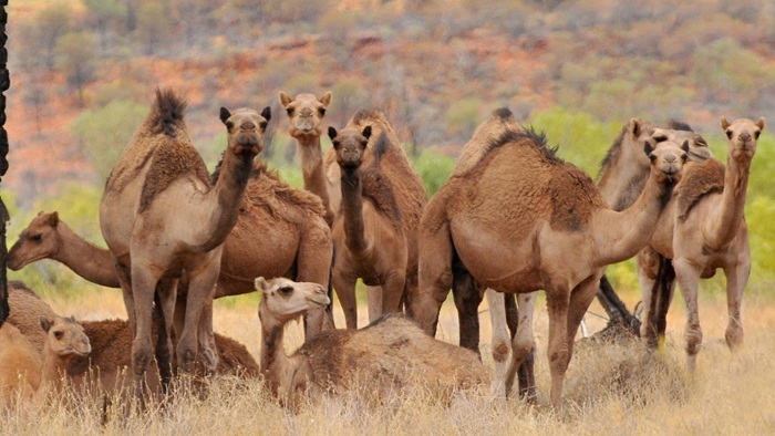 Snajperisti će odstrijeliti 10.000 divljih kamila u Australiji