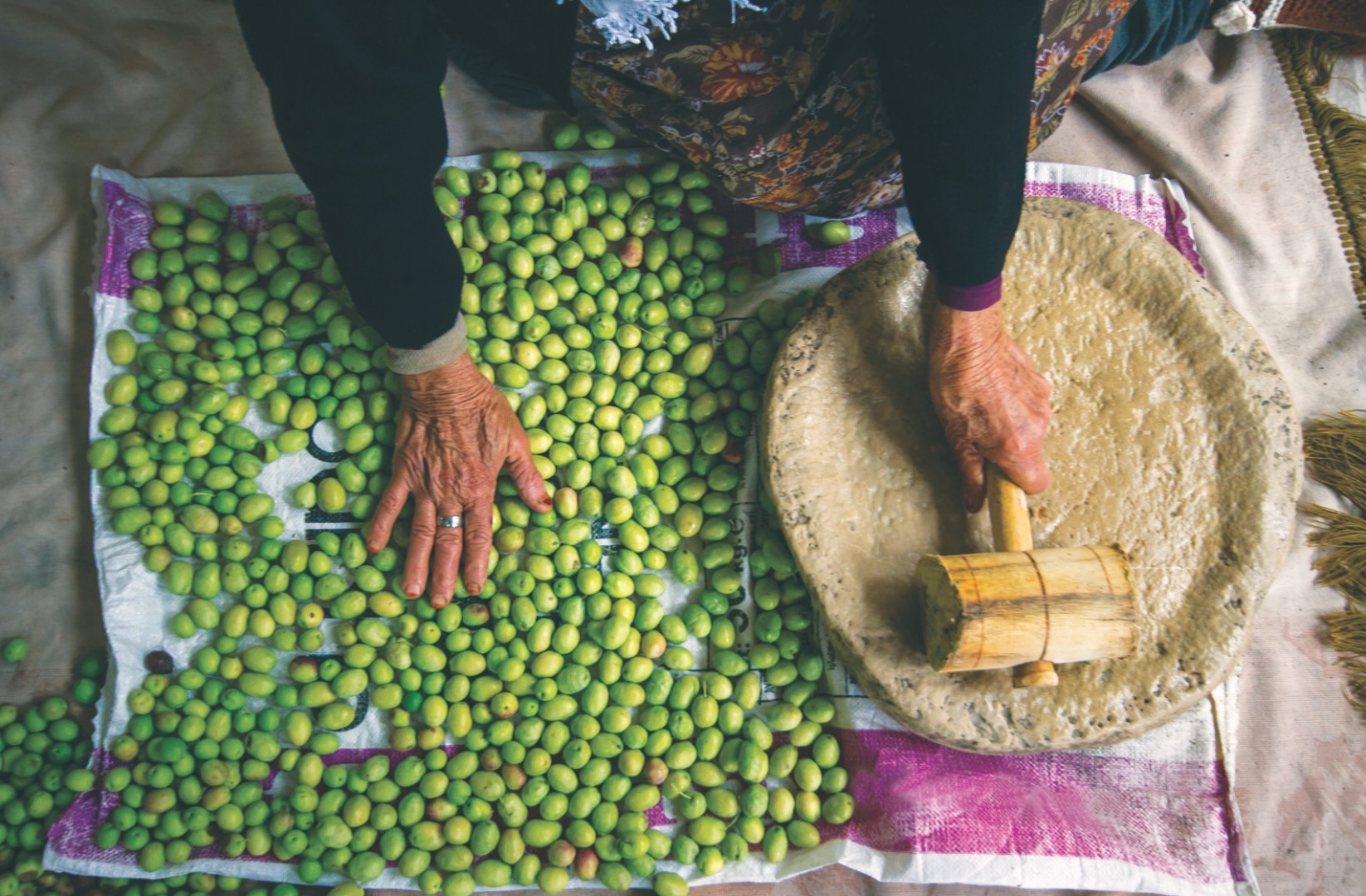 Stoljetna tradicija berbe maslina u Turskoj, putovanje od stabla do stola