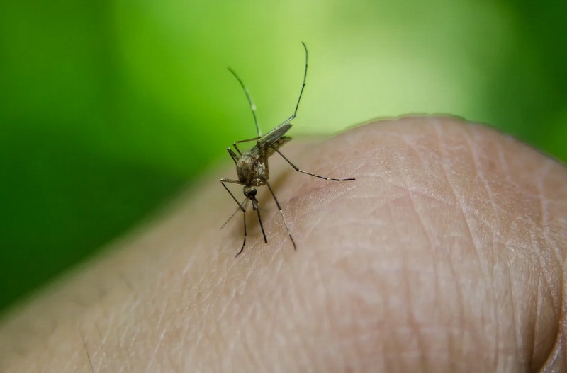 U Beogradu zabilježen virus Zapadnog Nila