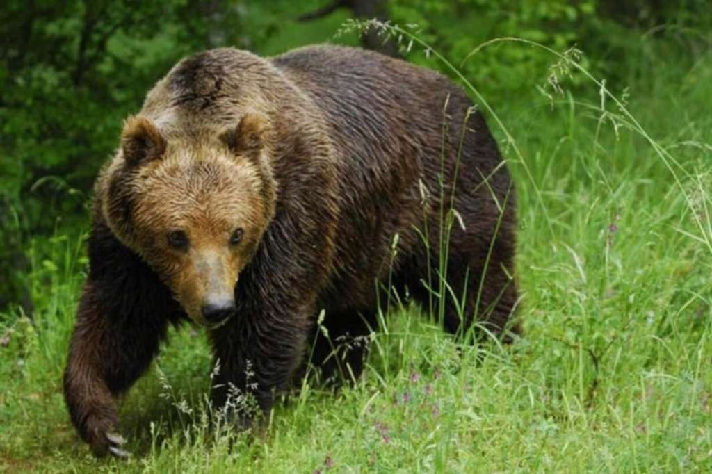 U Crnoj Gori živi više od 400 mrkih medvjeda