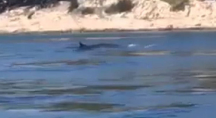 U Jadranu snimljen kit dug 15 metara