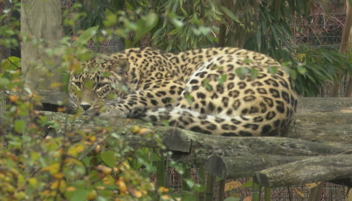 U ZOO vrtu na Paliću: Leopard usmrtio ženku, a zmija majmuna