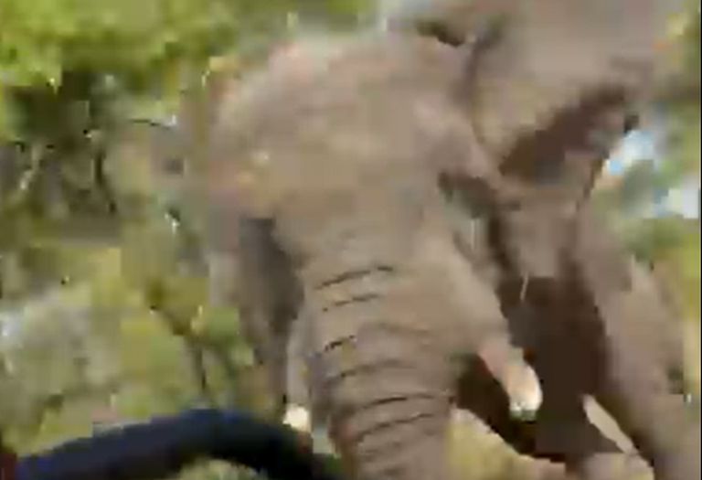 Video: Slon ubio ženu na safariju u Africi