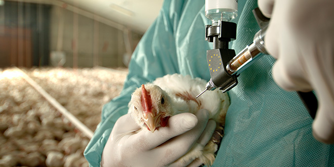 Žarište ptičijeg gripa utvrđeno u Belgiji