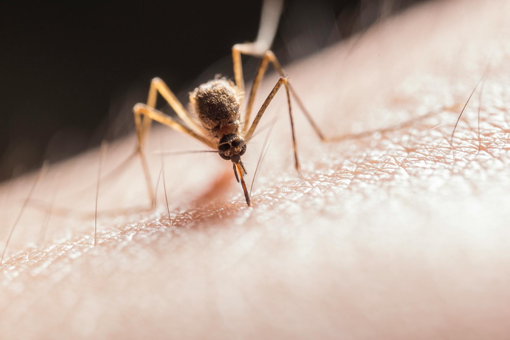 Žena preminula nakon uboda komarca u Srbiji